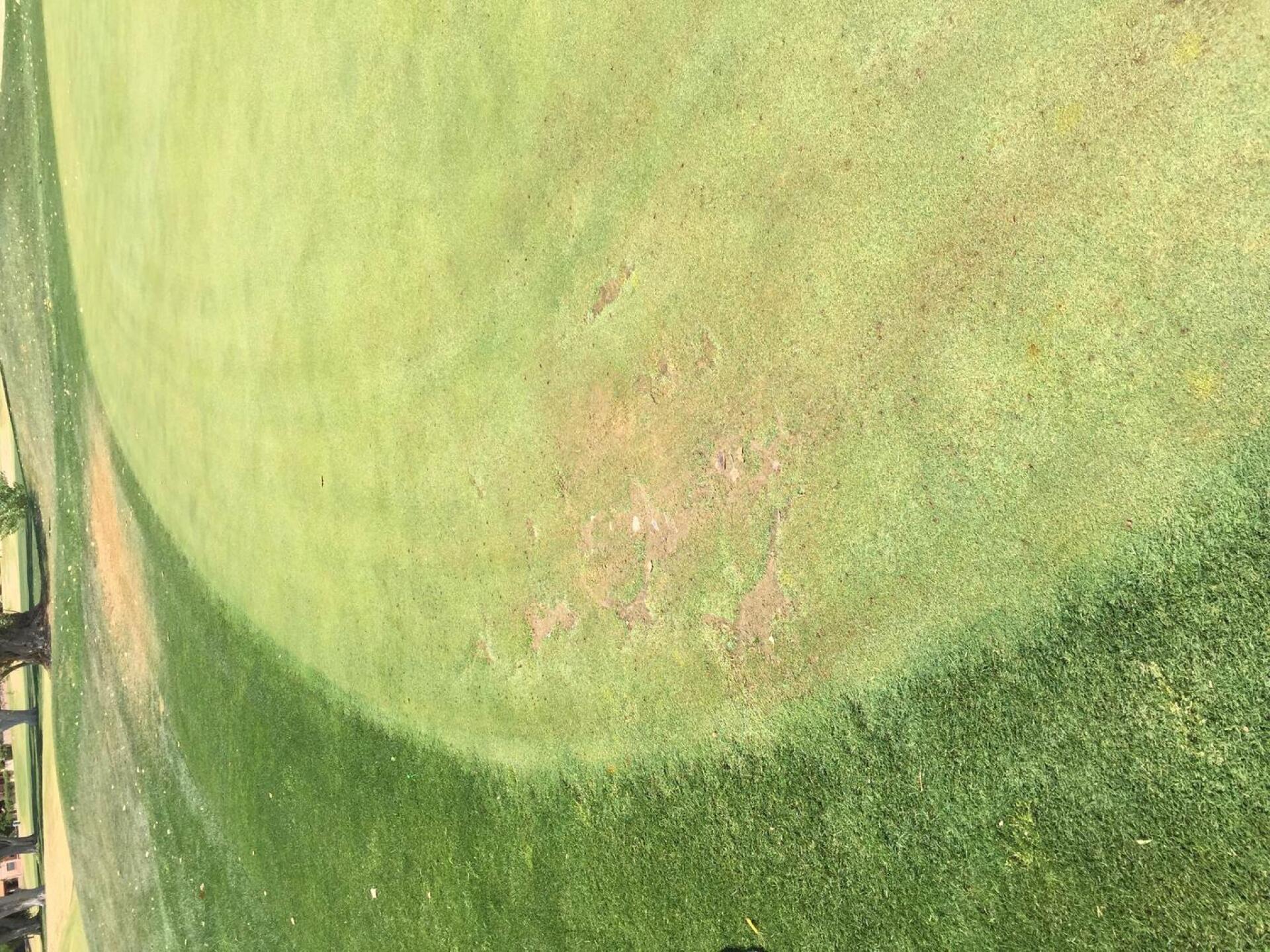 Tore up green near pin location. (Photo submitted by Thomas3110232 on 06/05/2016)