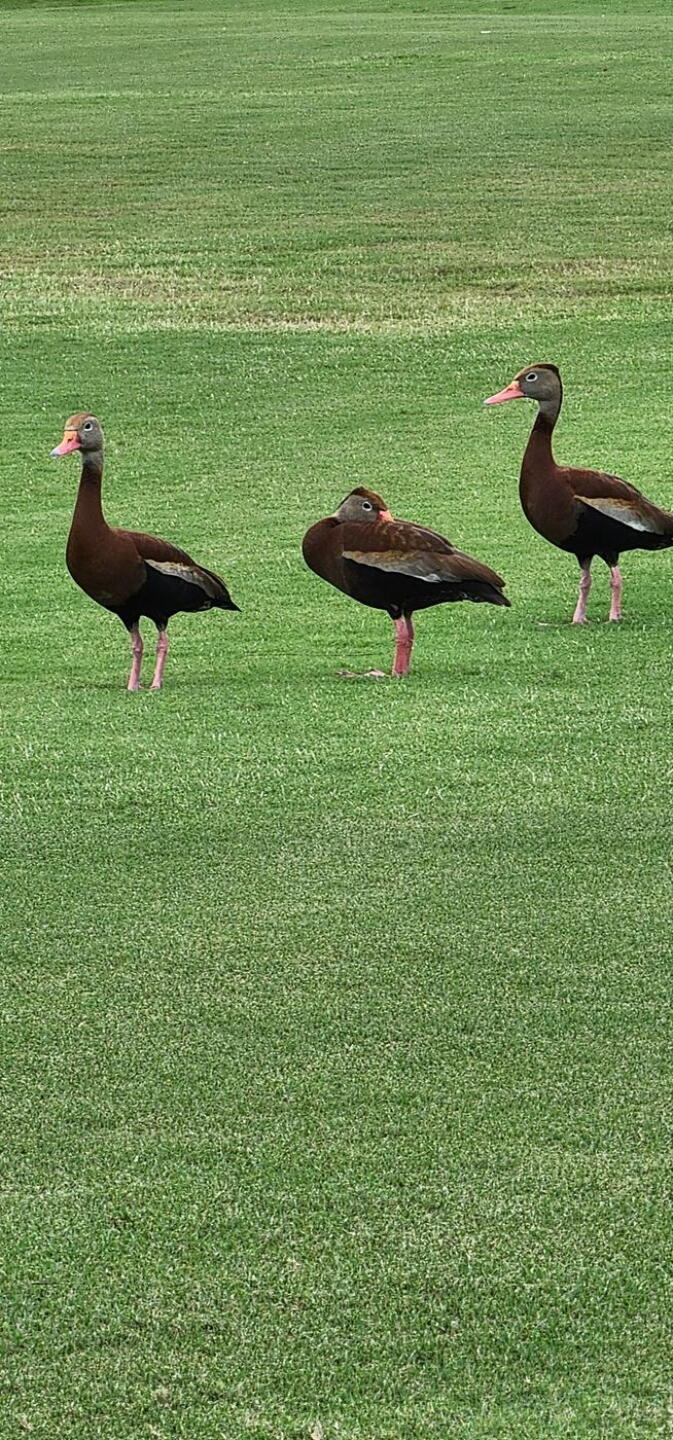sand crane (Photo submitted by Shuelessjo63 on 09/09/2022)