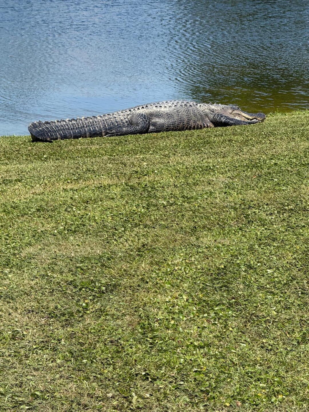 well fed resident (Photo submitted by oFtmwITre97eNSnLkH8y on 04/14/2026)