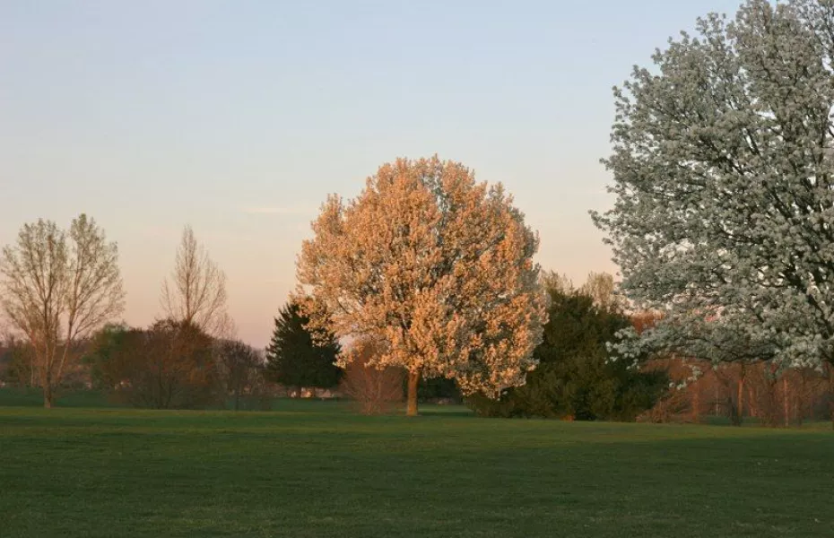 Springdale GC