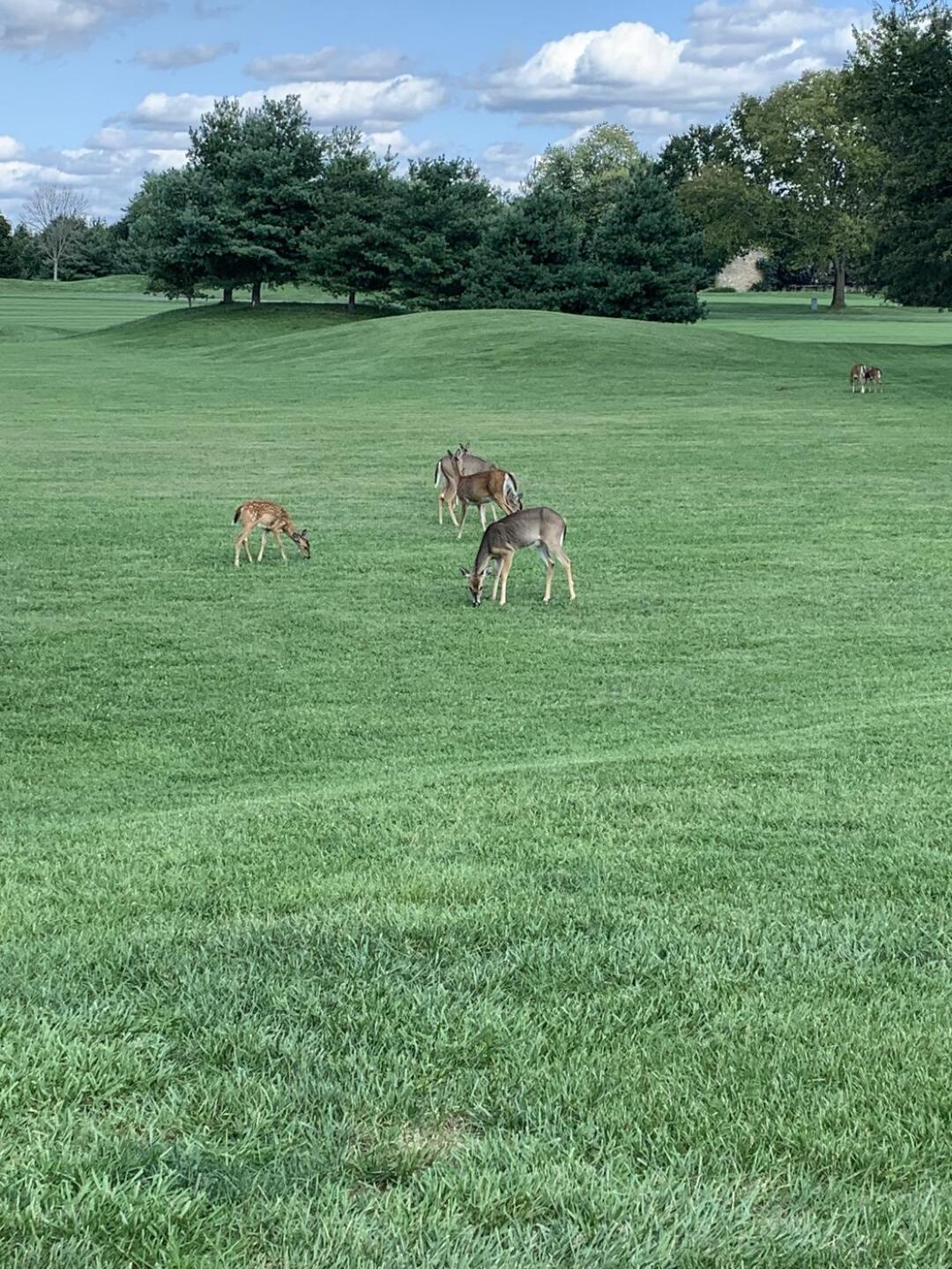 Watch out for unruly spectators at CS! (Photo submitted by JoeEagles on 09/11/2021)