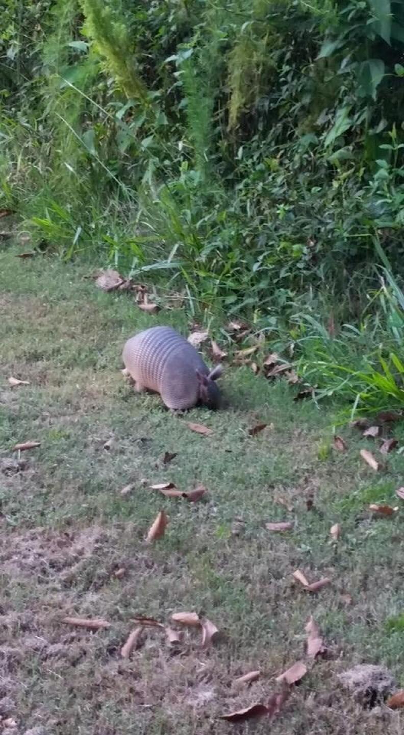 Armadillo on the course (Photo submitted by Sean4356667 on 09/11/2016)