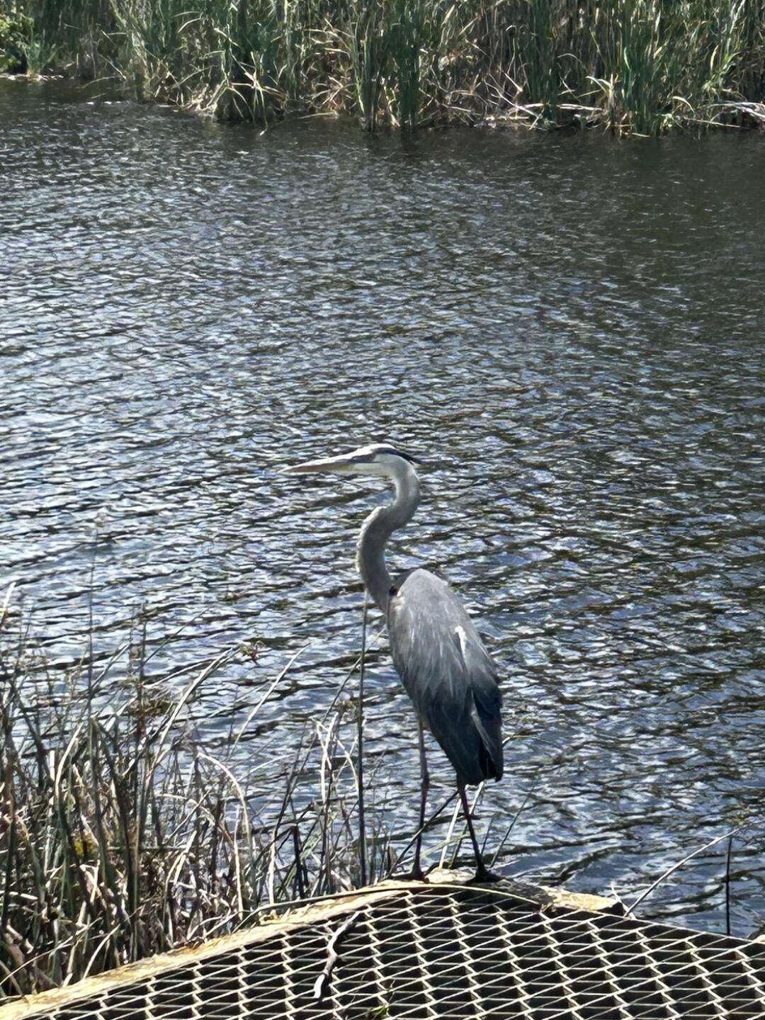 (Photo submitted by monicaamo908 on 04/12/2026)