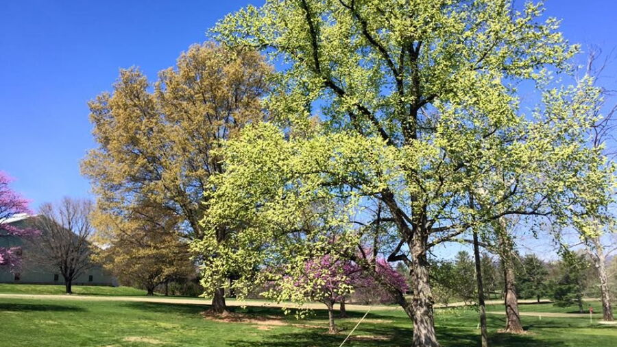 Roanoke CC