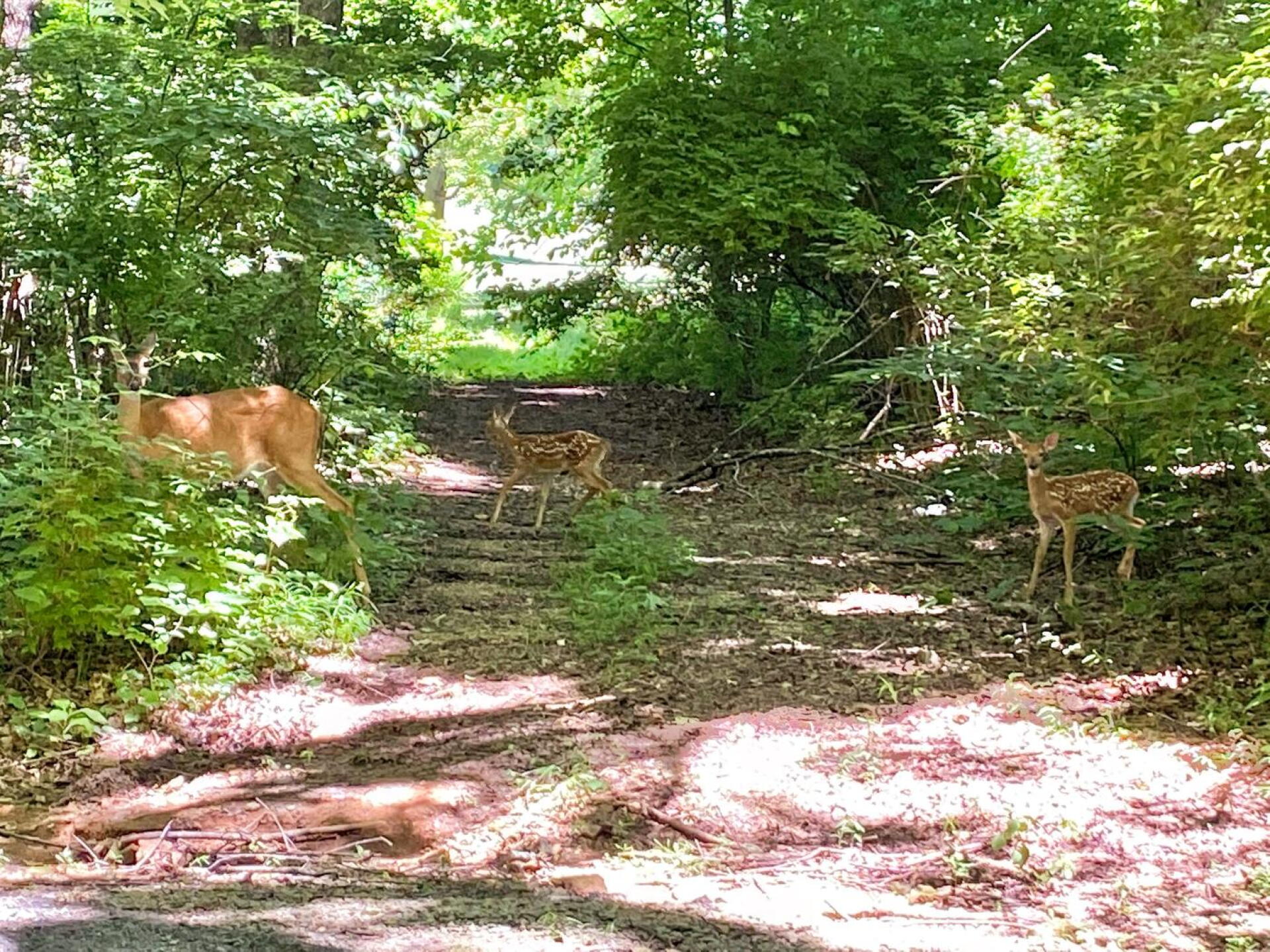 Doe & fawns on path between 17th green and 18th tee (Photo submitted by Chuck2063203 on 06/24/2021)