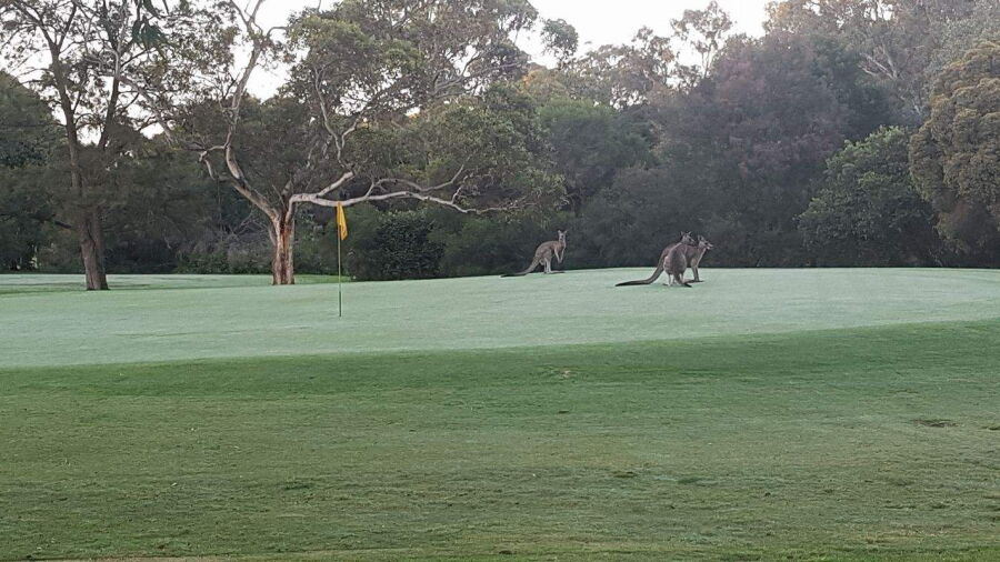 Bundoora Park Public GC