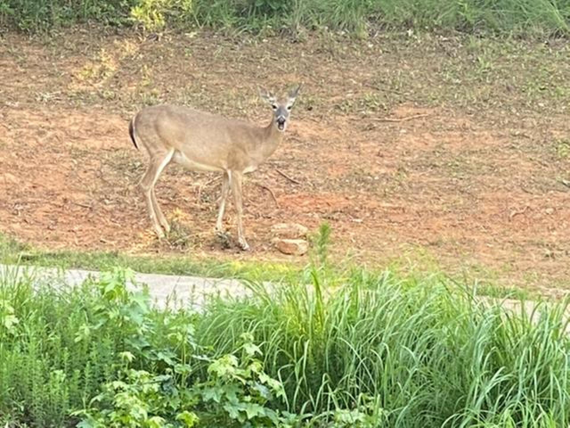 (Photo submitted by FrankZ58 on 06/01/2020)