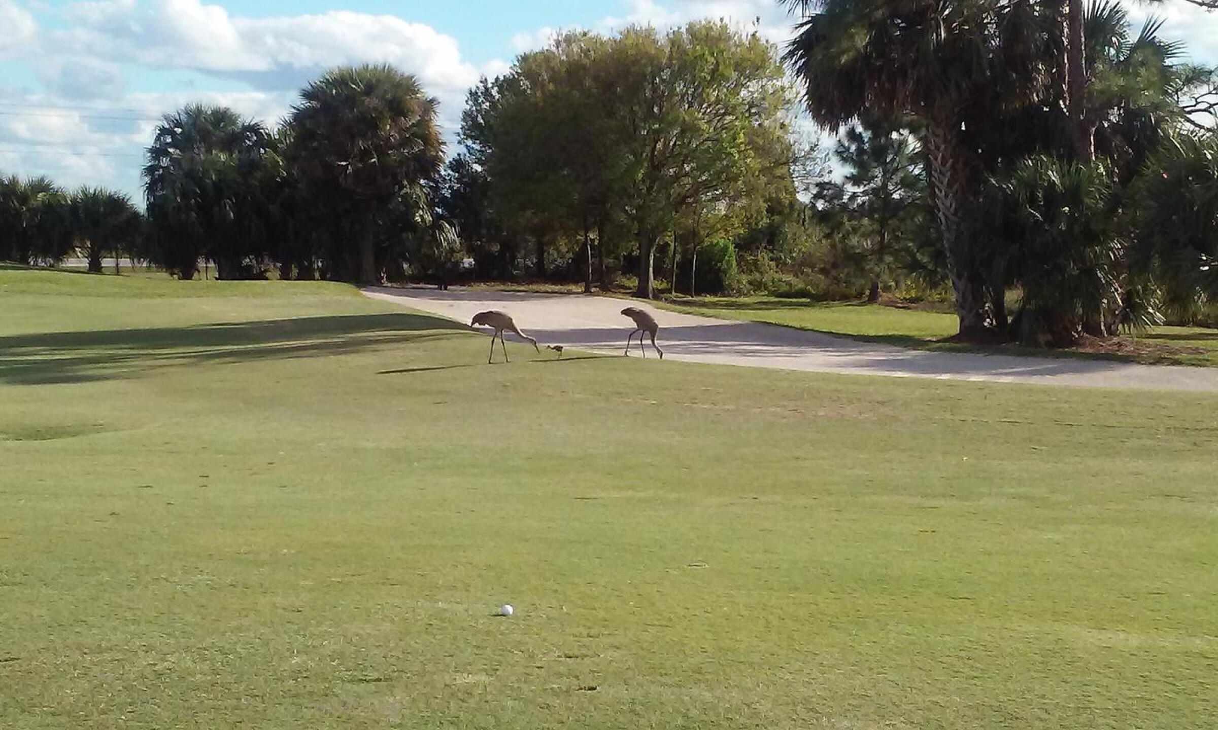 Baby Sandhill Crane..too cute! (Photo submitted by hamish333 on 03/18/2017)