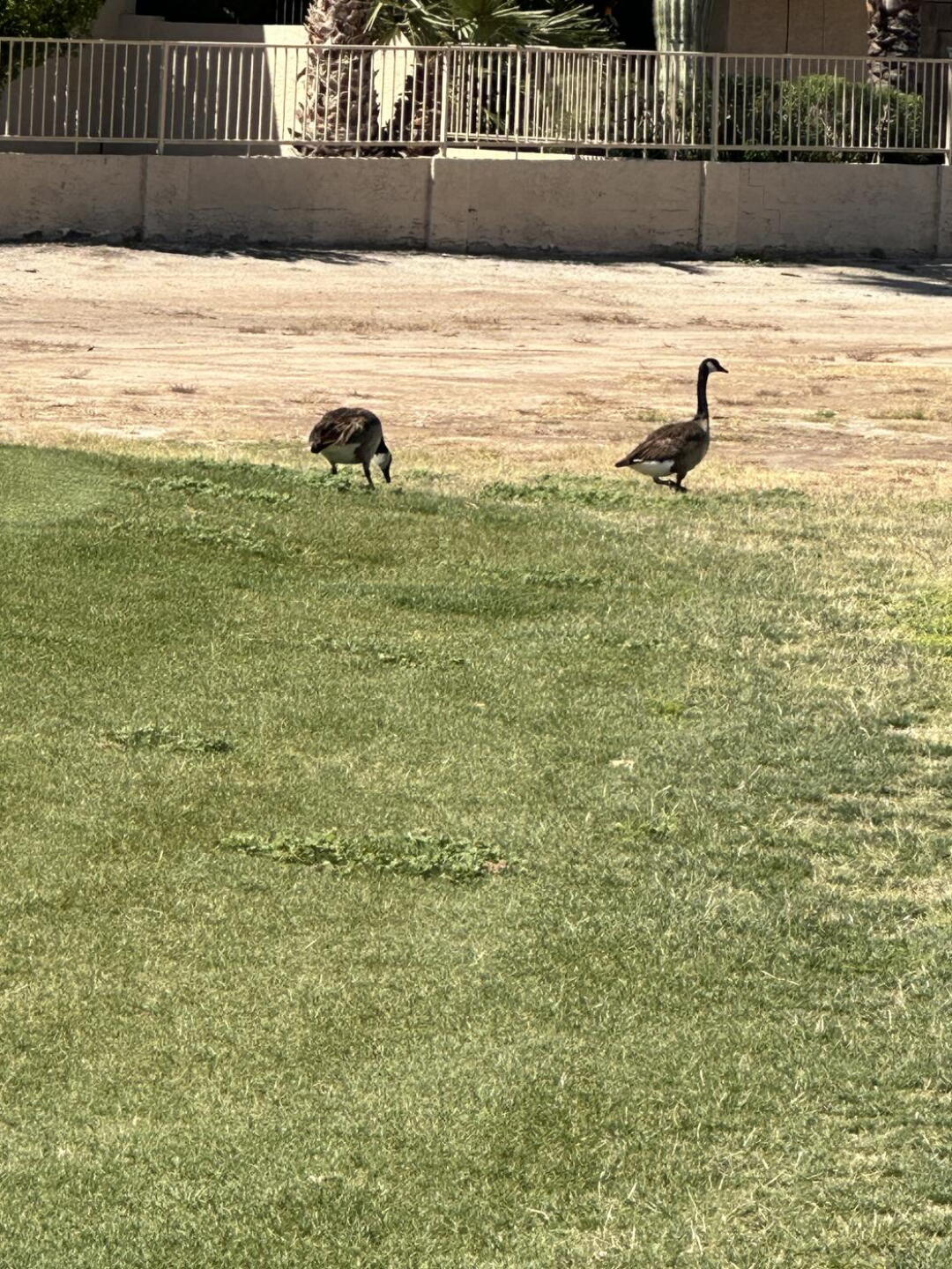 Friendly geese wandering the front nine (Photo submitted by Geiseler79 on 04/10/2023)