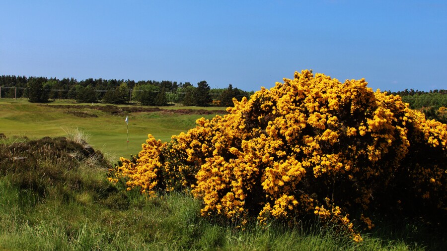 Gailes Links at Glasgow Golf Club - hole 17