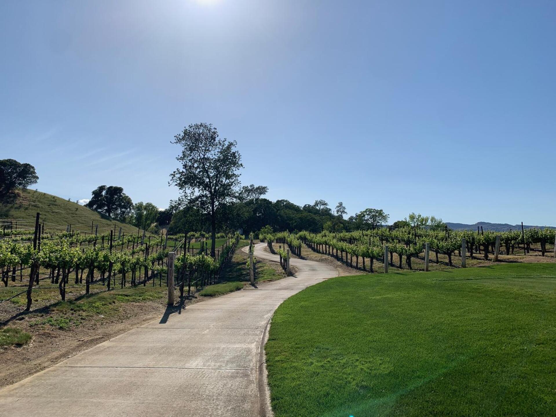 Though the vineyards to the 13th tee (Photo submitted by baywes on 05/02/2022)