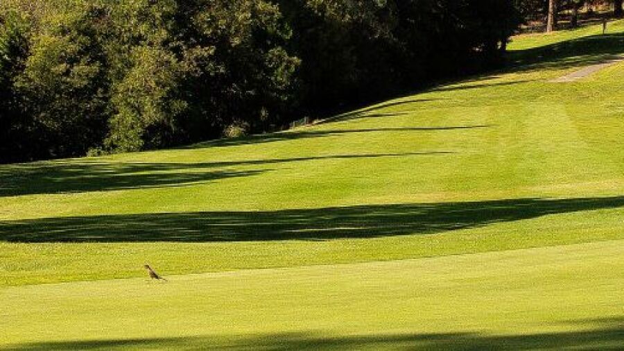 Forest Meadows GC