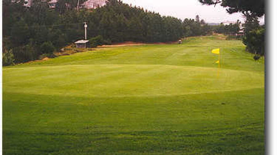 Manzanita #9