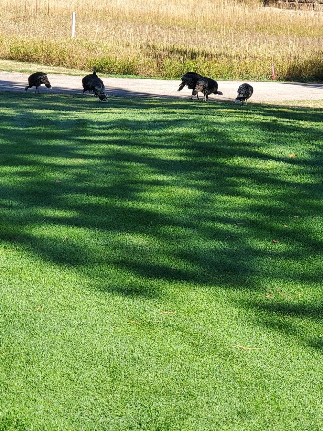 I didn't get in their way (Photo submitted by u314161869312 on 10/04/2021)