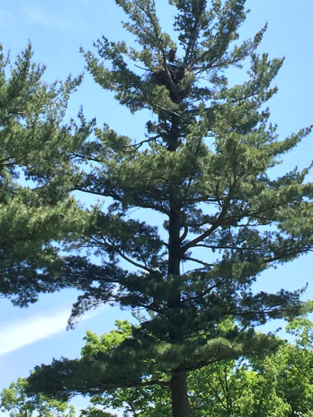 (Photo submitted by PRapin on 06/13/2019)