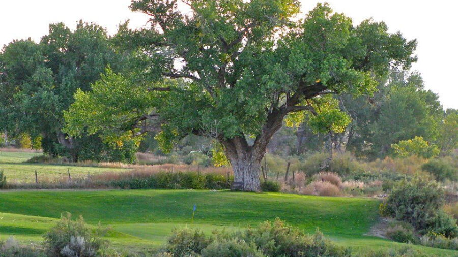 South Forty GC & Driving Range: #4
