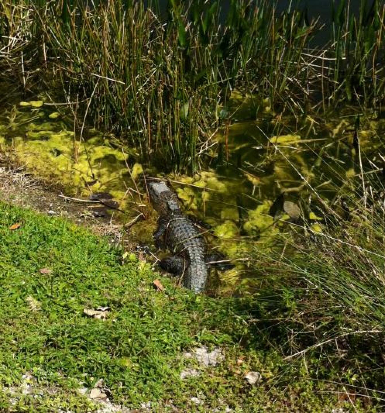 Alligators are everywhere. Best to keep the ball retriever in your bag. in (Photo submitted by jodiehayes on 03/20/2013)