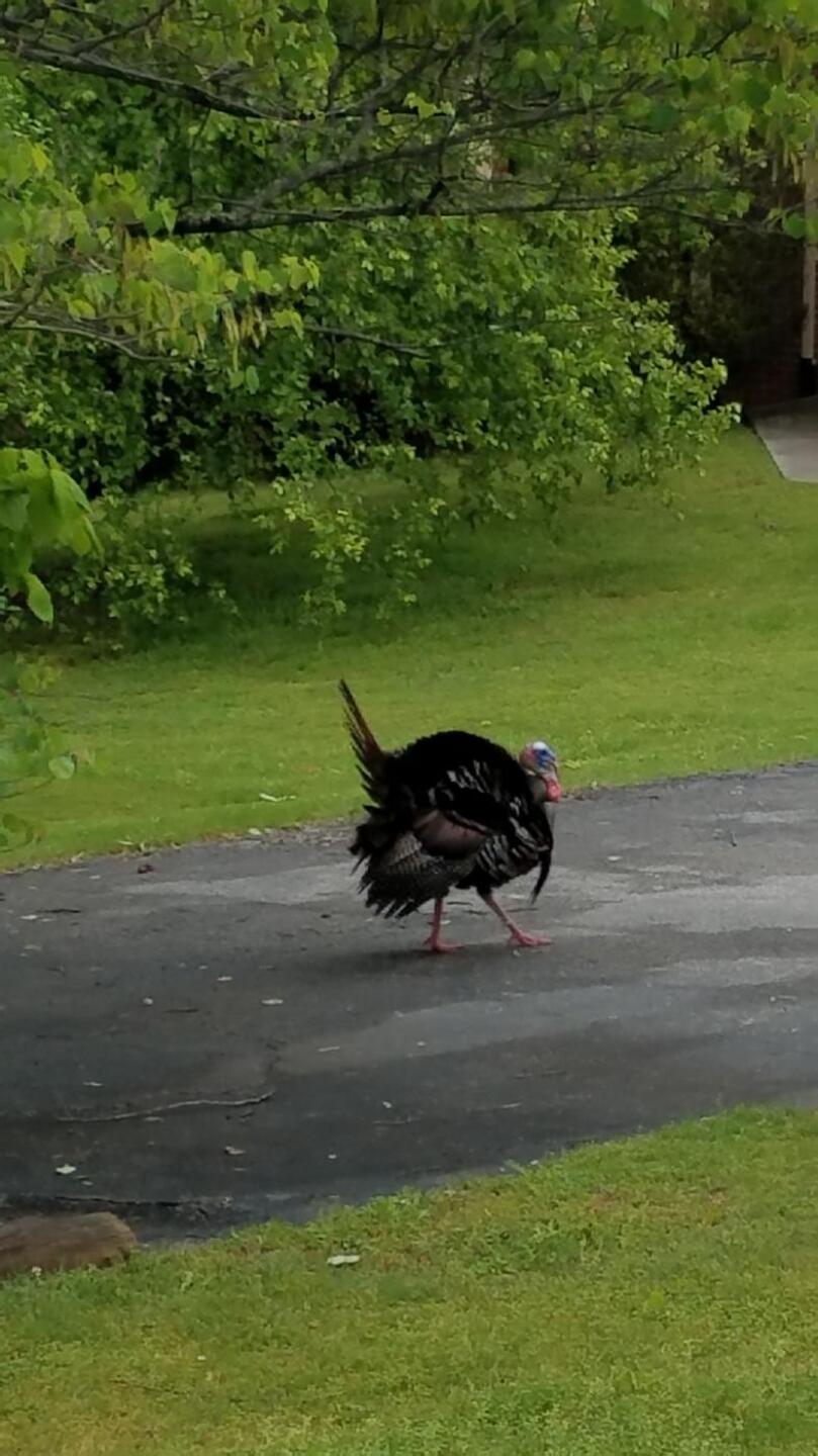 (Photo submitted by denjsom on 08/06/2019)