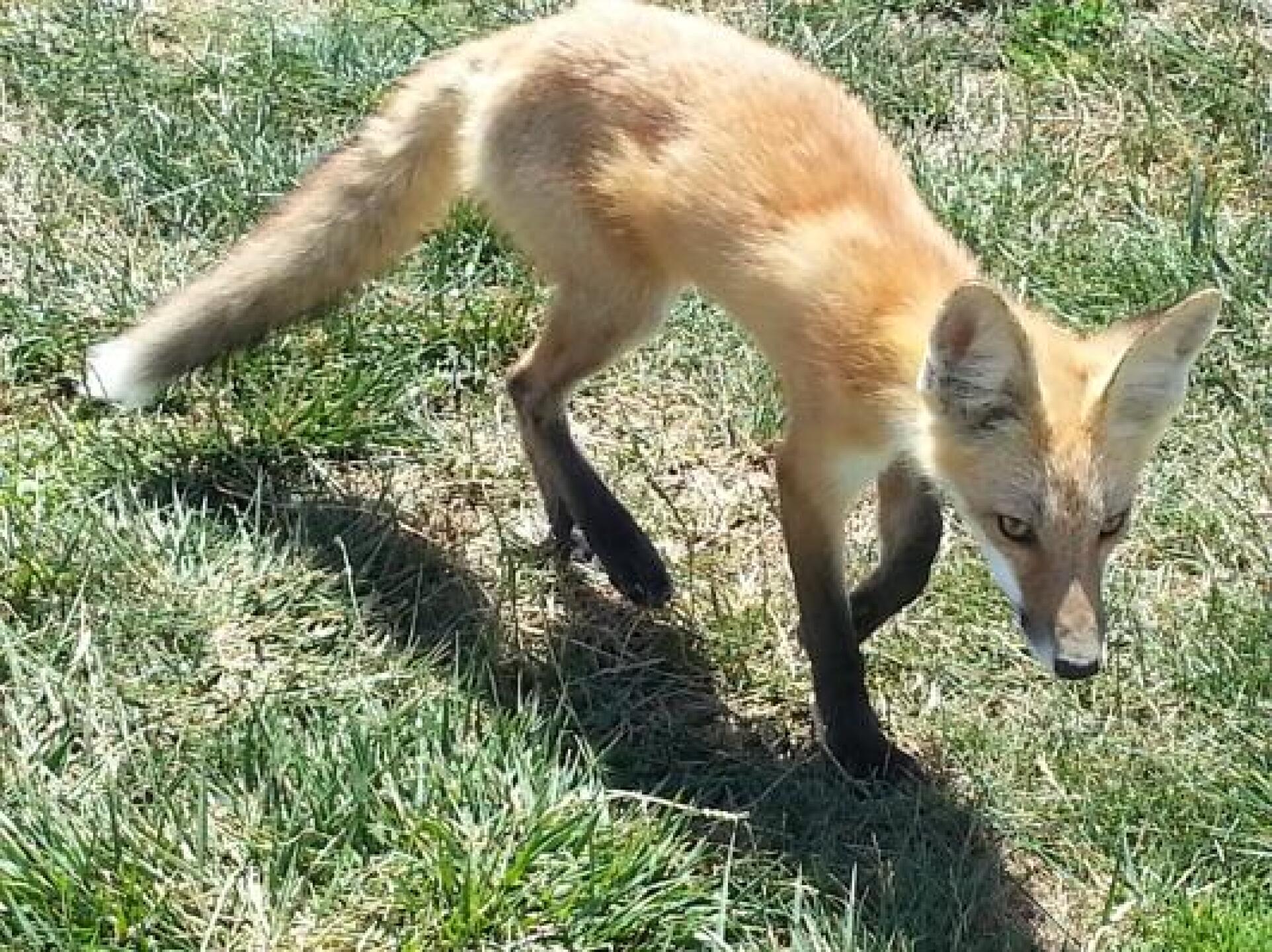 I've seen deers, rabbits and skunks on the fairway but not a fox....and this close! That's the fun part of playing golf, you don't know who will show up! (Photo submitted by junbelara on 07/09/2013)