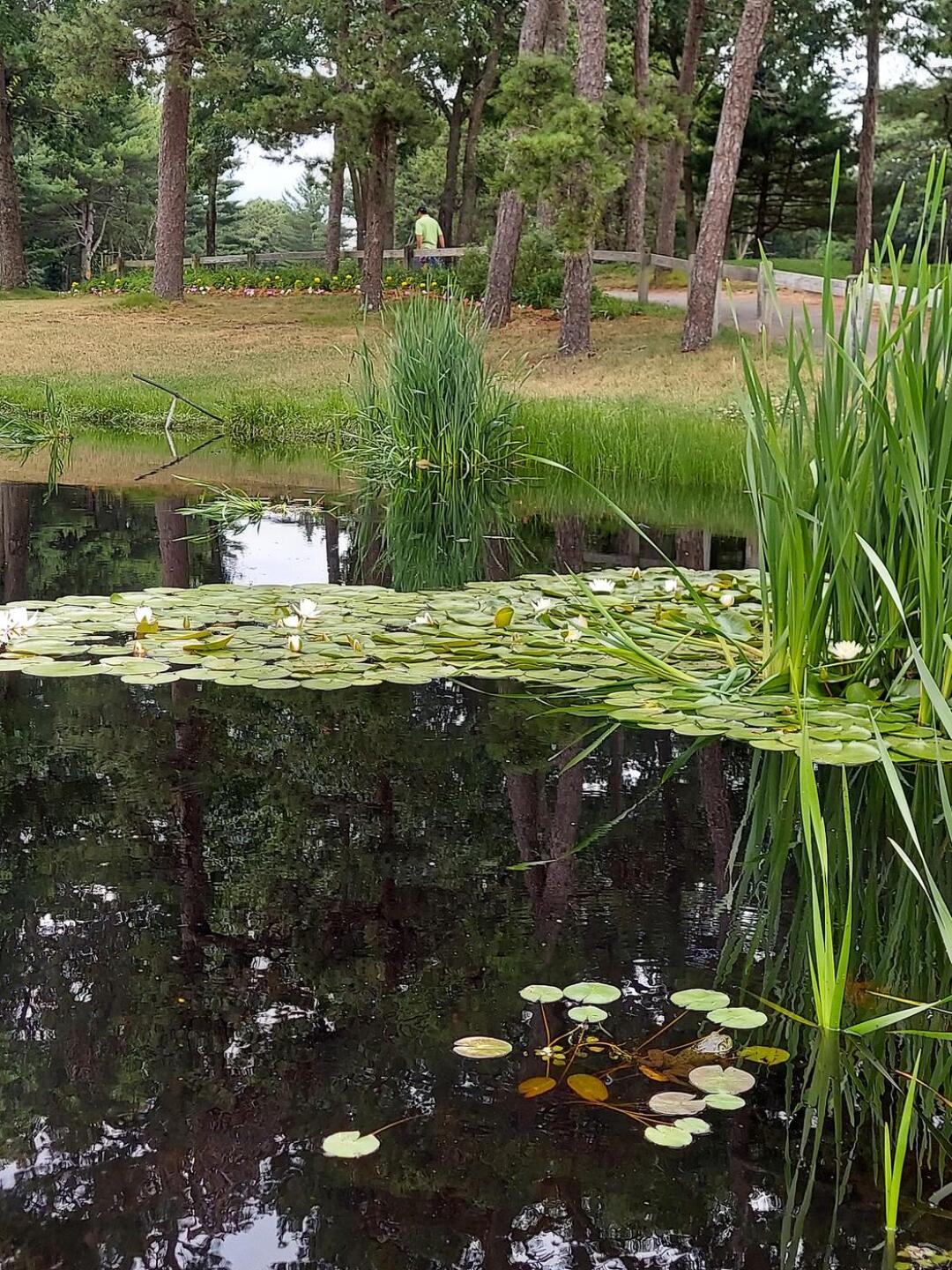 (Photo submitted by u9188611 on 07/06/2020)