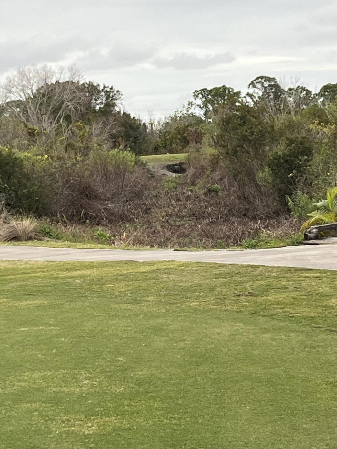 Tee shot yellow (Photo submitted by u348630510 on 01/08/2024)