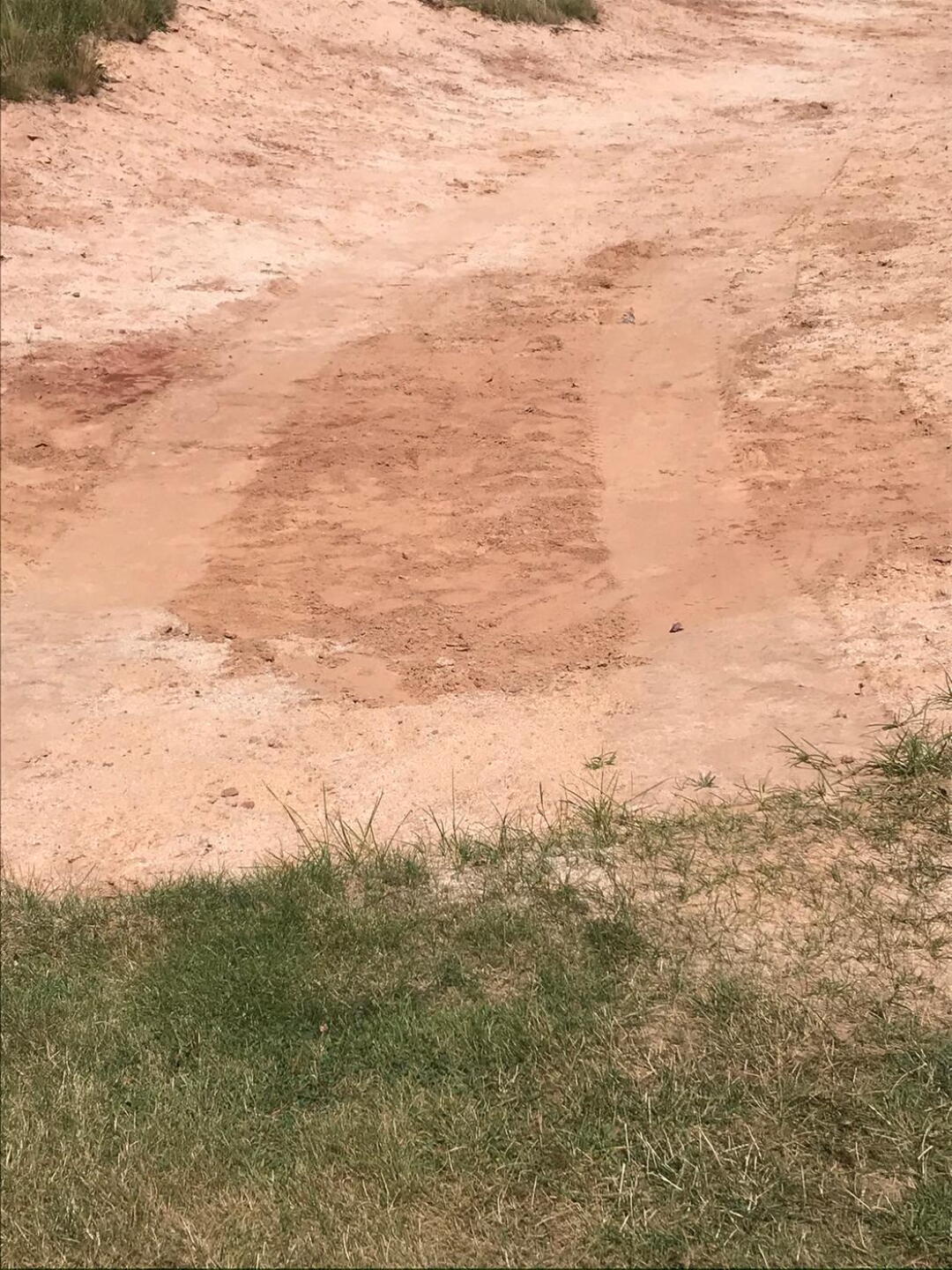 Seriously....cart tracks through the bunker! (Photo submitted by Cofgh7ks1rPJFSKR13p6 on 08/20/2020)