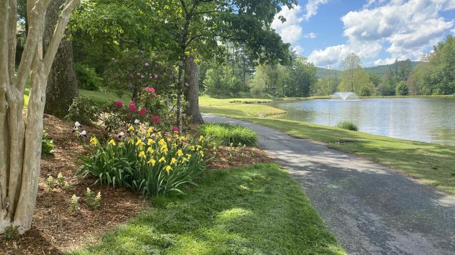Cummings Cove - flowers 
