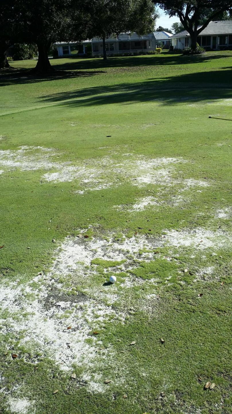 Several greens were like this (Photo submitted by timothyimilligan on 12/18/2015)
