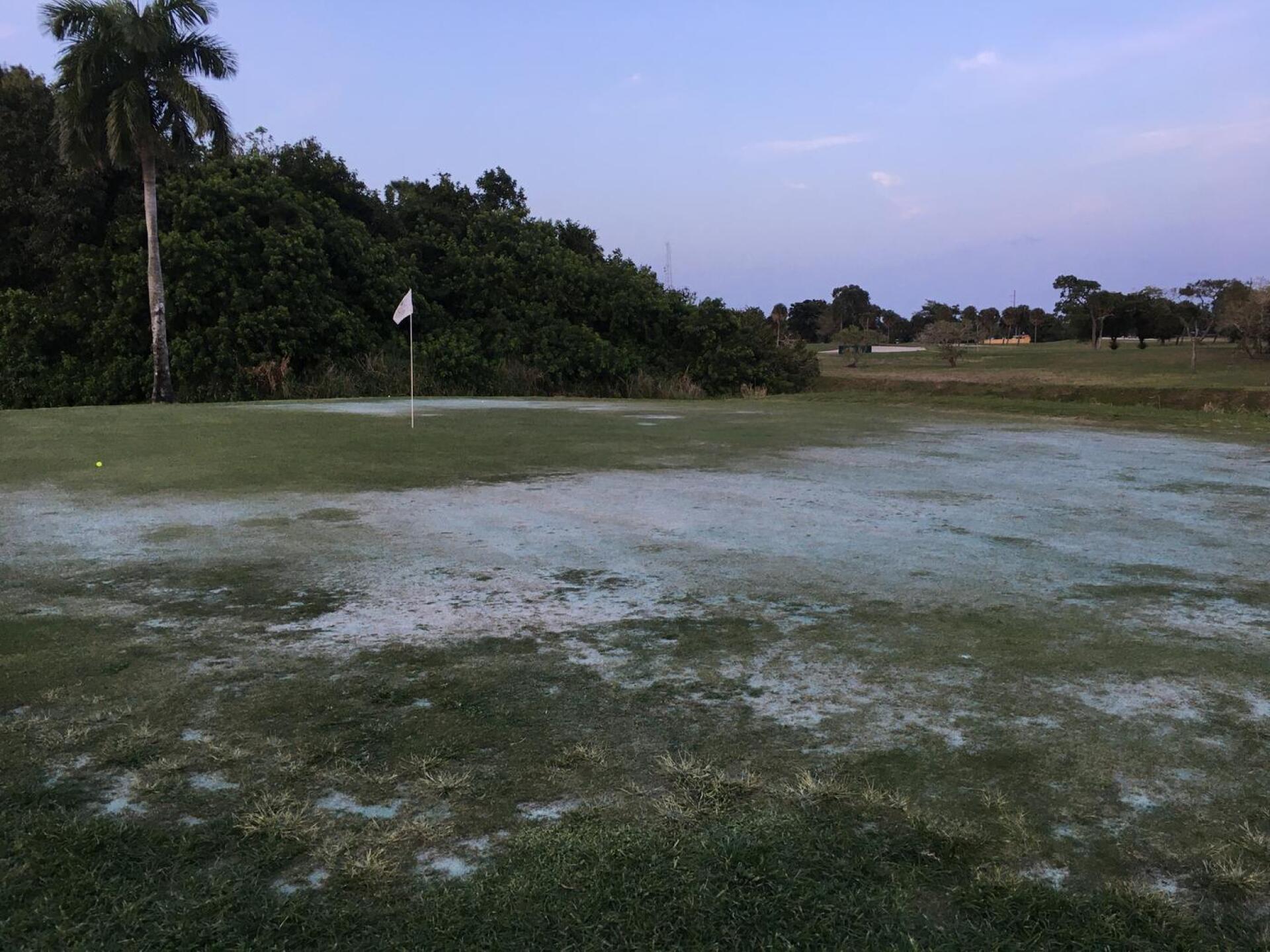 Yea I know what you are thinking, but it did not snow in Delray the night before. (Photo submitted by Shmitty8 on 03/04/2020)