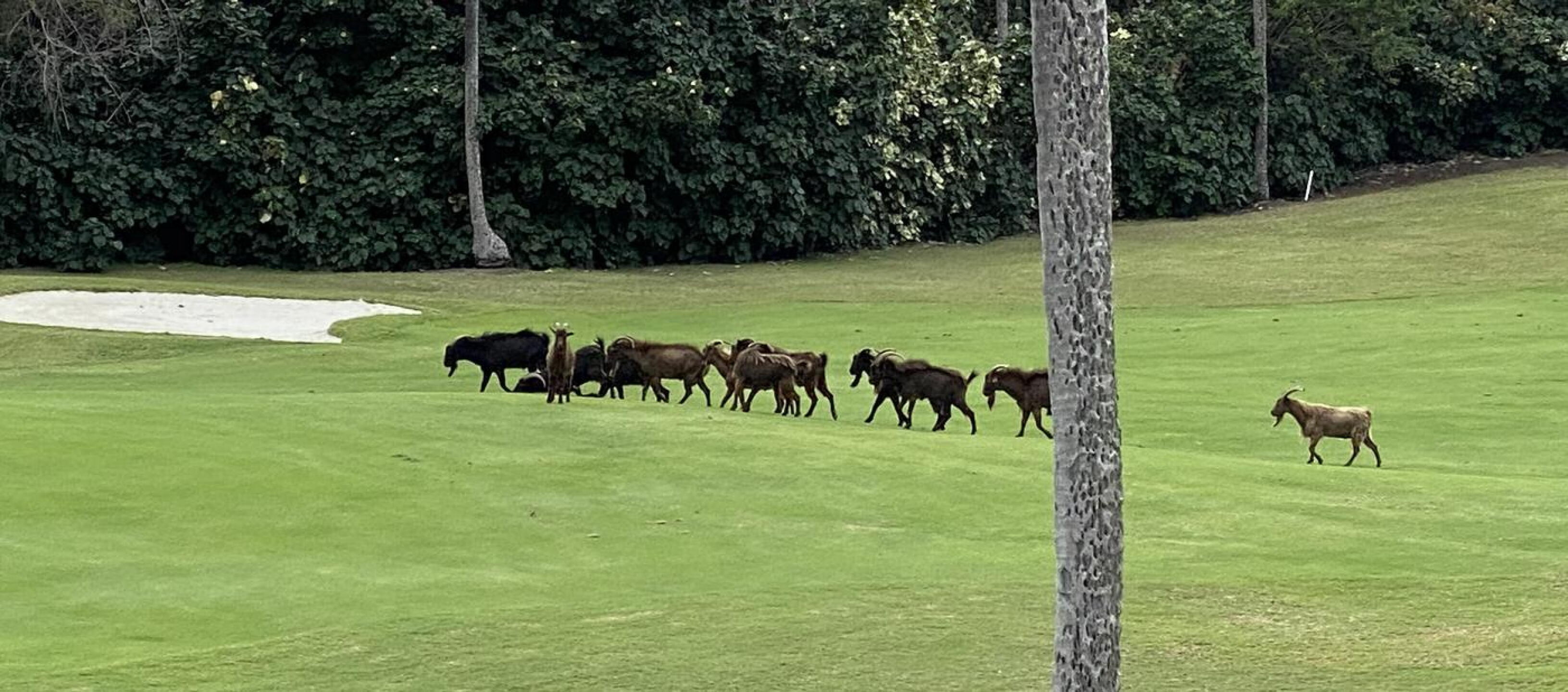 Wild goats roam the course. (Photo submitted by kevinroberts21 on 02/22/2021)