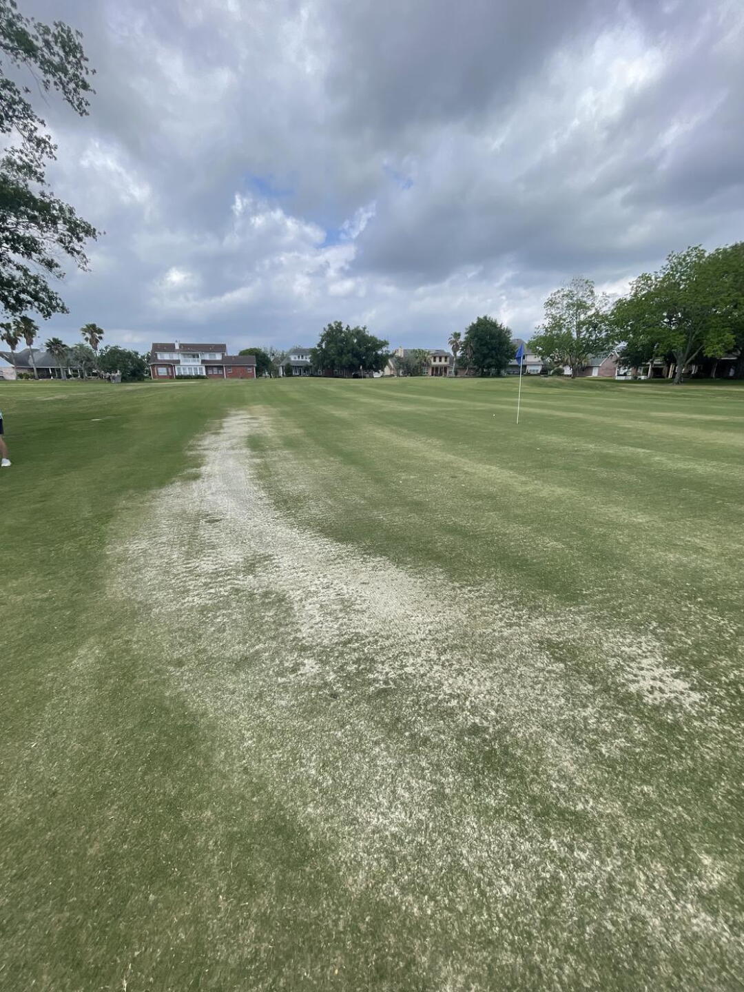 1/2 greens like this (Photo submitted by Winnie5757 on 04/19/2024)