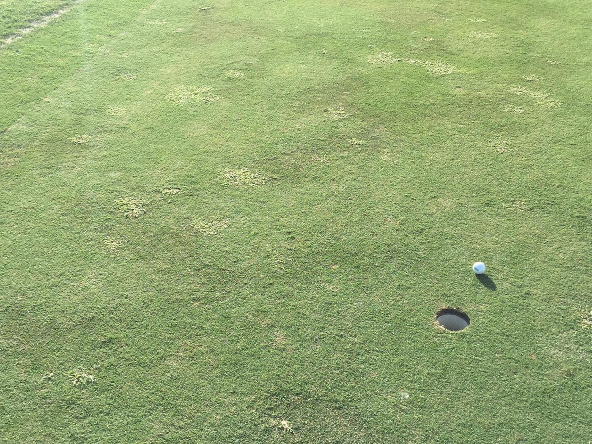 Weeds throughout greens (Photo submitted by jarrett3112794 on 07/11/2016)