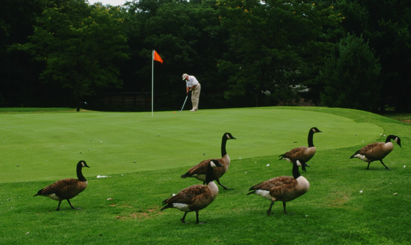 Golf and geese