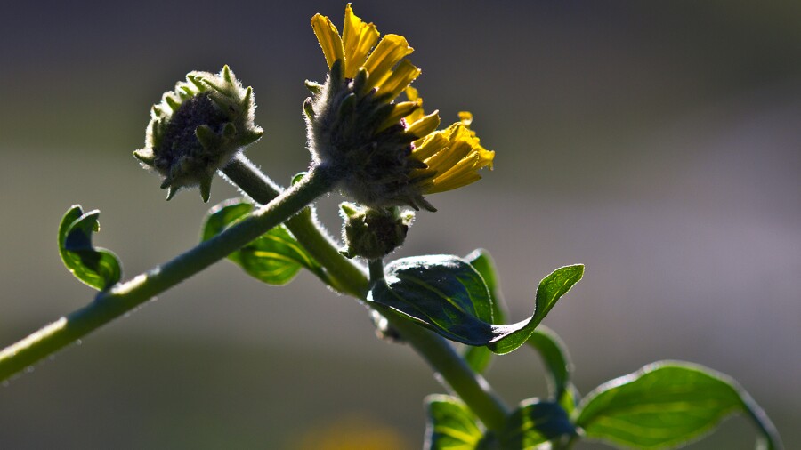 Lost Canyons Golf Club - Flowers