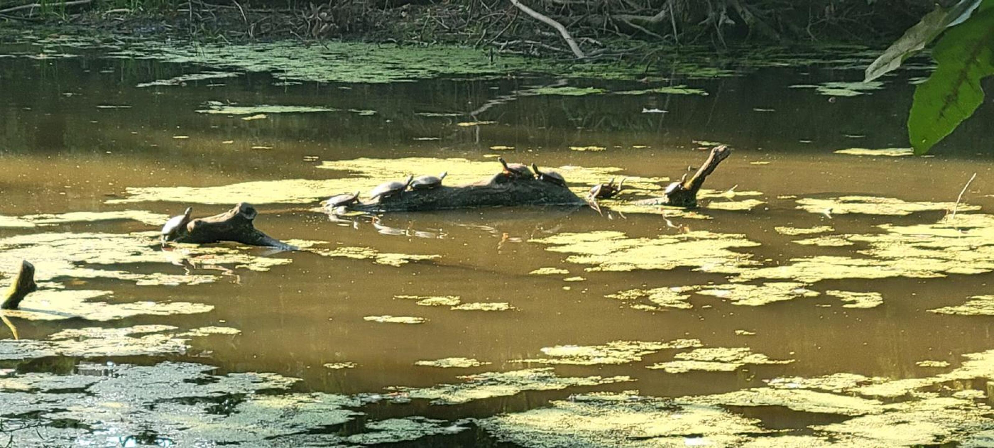 Turtles hangin' out. (Photo submitted by PastorJoker on 09/12/2025)