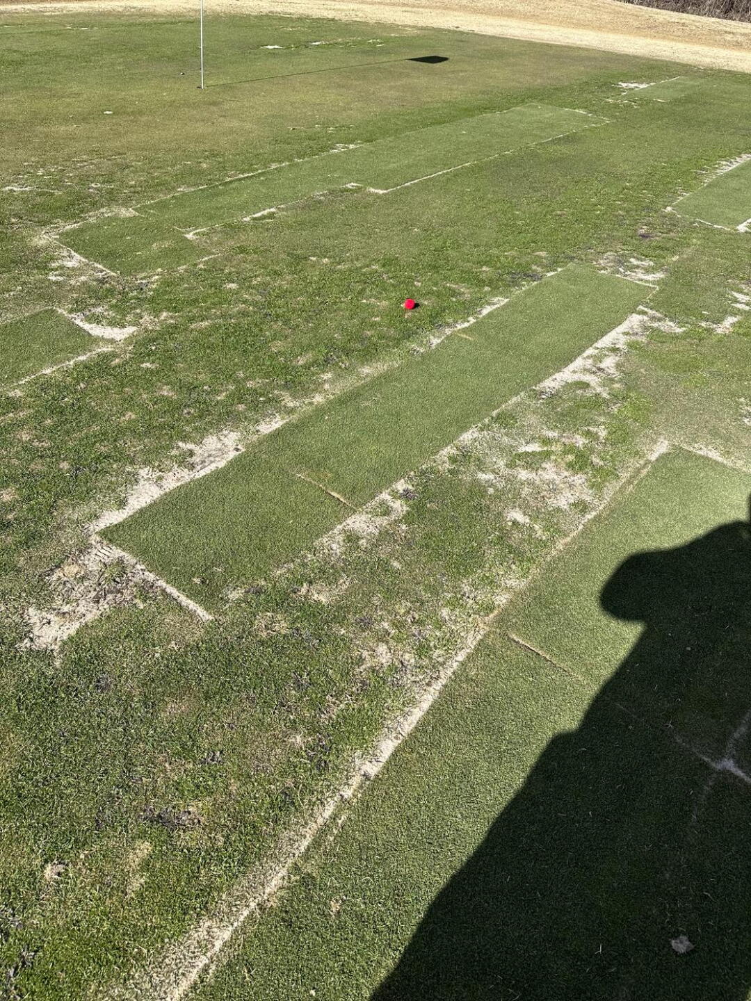 This is an example of there greens (Photo submitted by u000006438626 on 01/01/2024)
