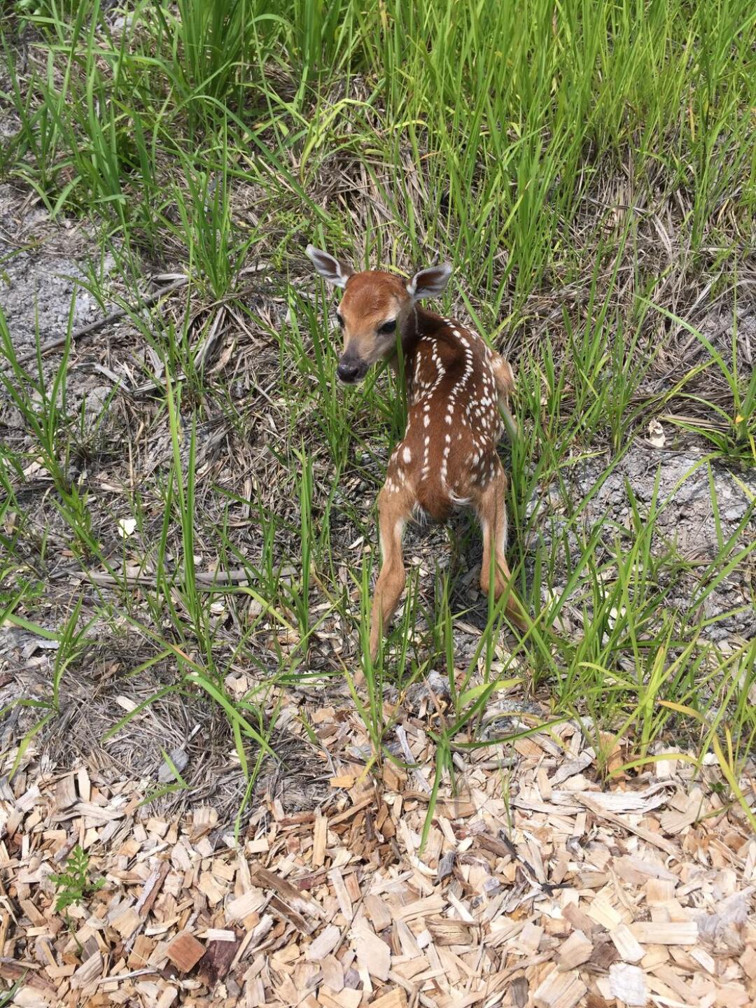 Fawn near walkin off 15 tee (Photo submitted by Kaiser3963745 on 07/10/2017)