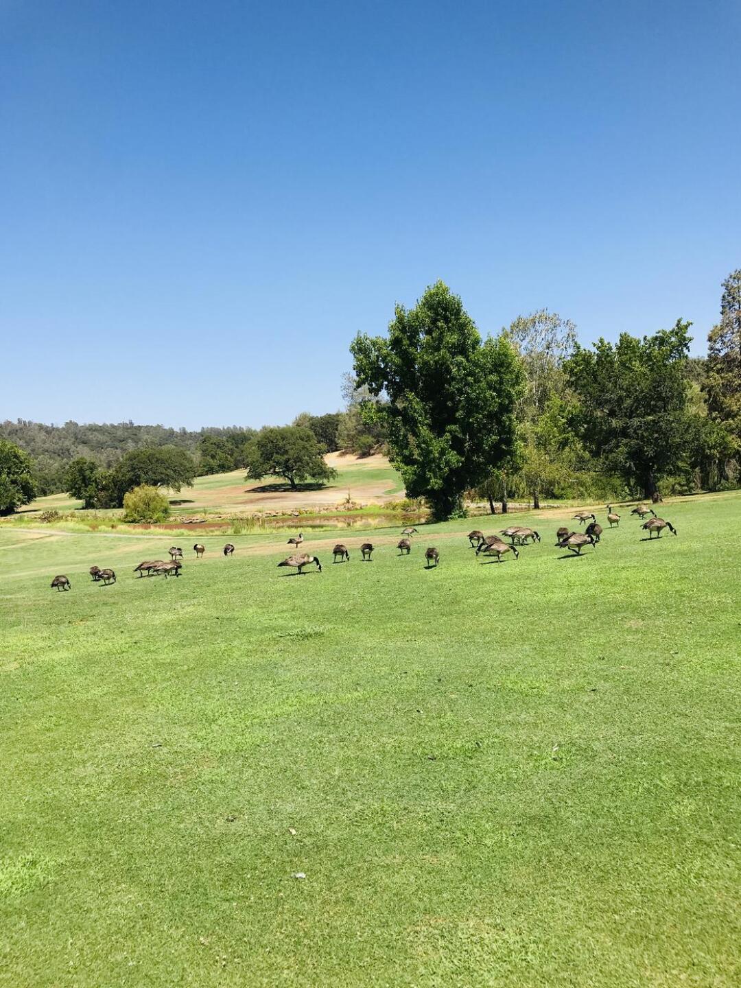 Geese. Paradise. (Photo submitted by DrDavid2 on 07/15/2021)