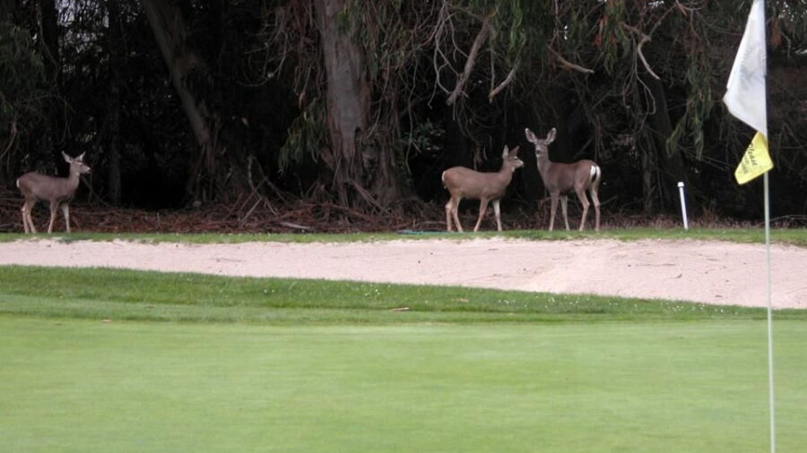 Marshallia Ranch GC