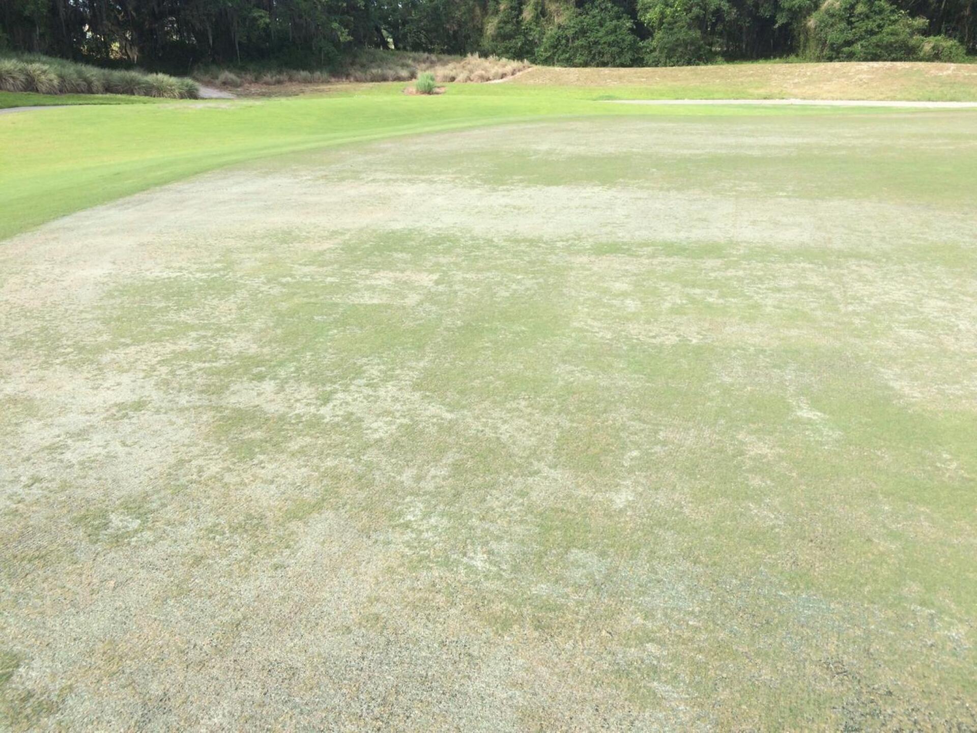 one of the better greens (Photo submitted by Golf062160 on 05/04/2016)