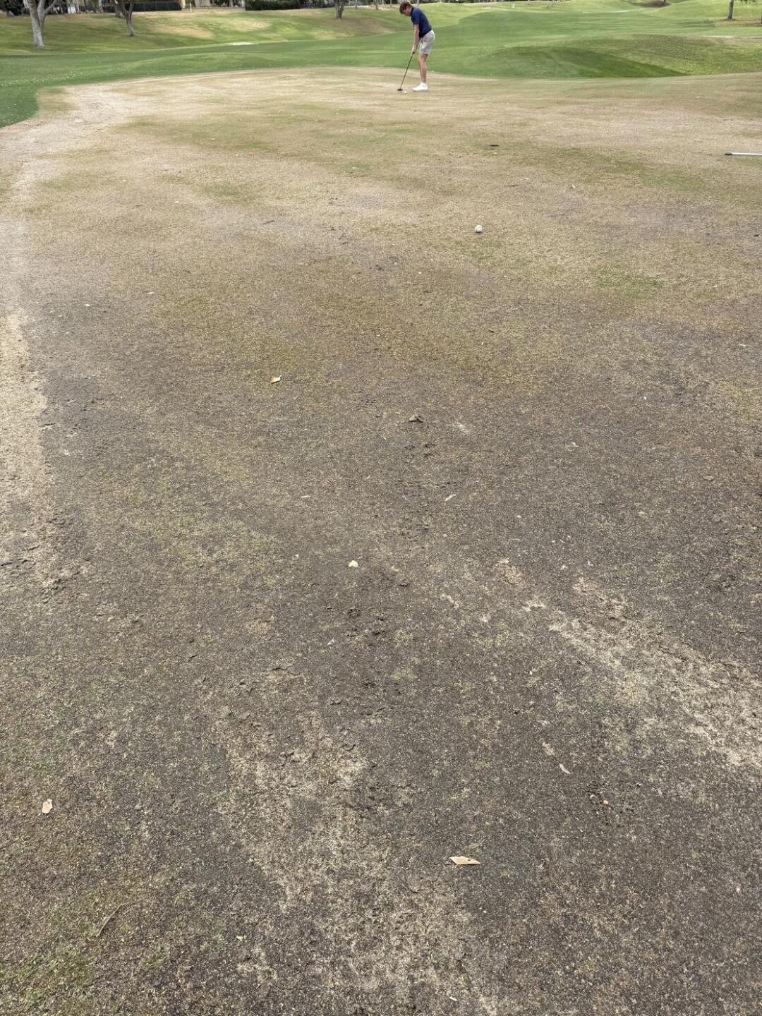 This is one of the best greens all day. (Photo submitted by 0nA3CVAND1tTOAEdpQpM on 04/02/2026)