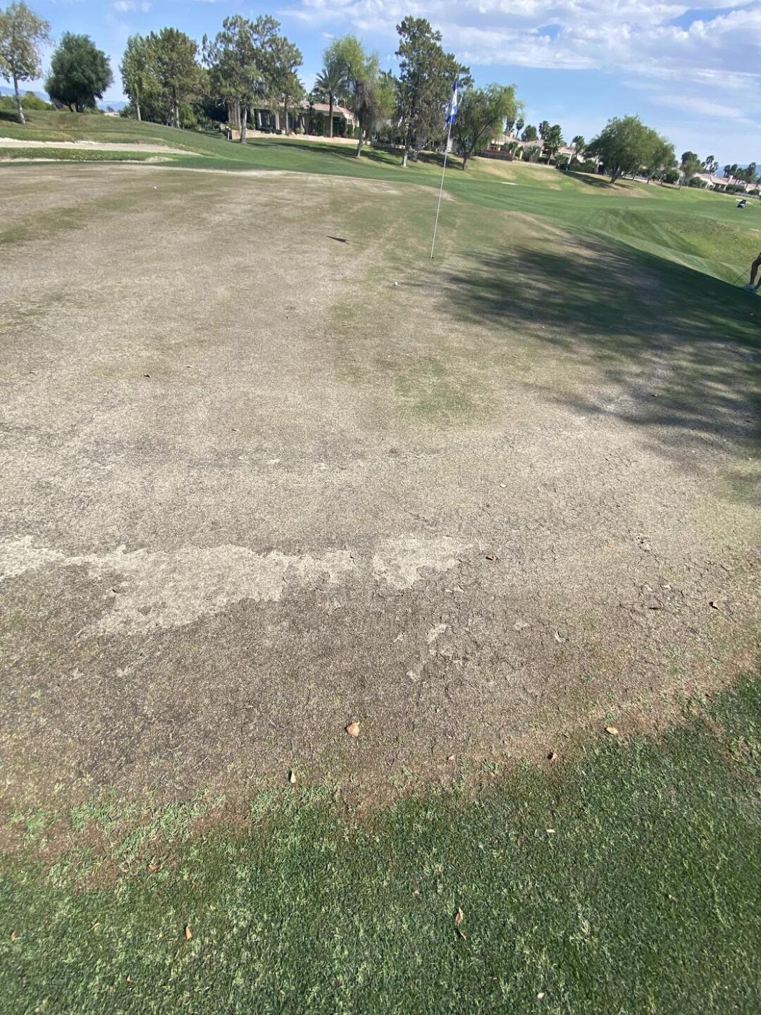 Dried no grass greens (Photo submitted by ljpyear on 03/30/2026)