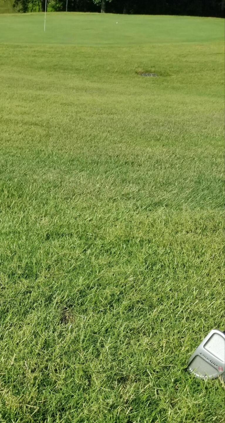 Real Shaggy fairway (Photo submitted by ShortKnocker1 on 05/27/2019)