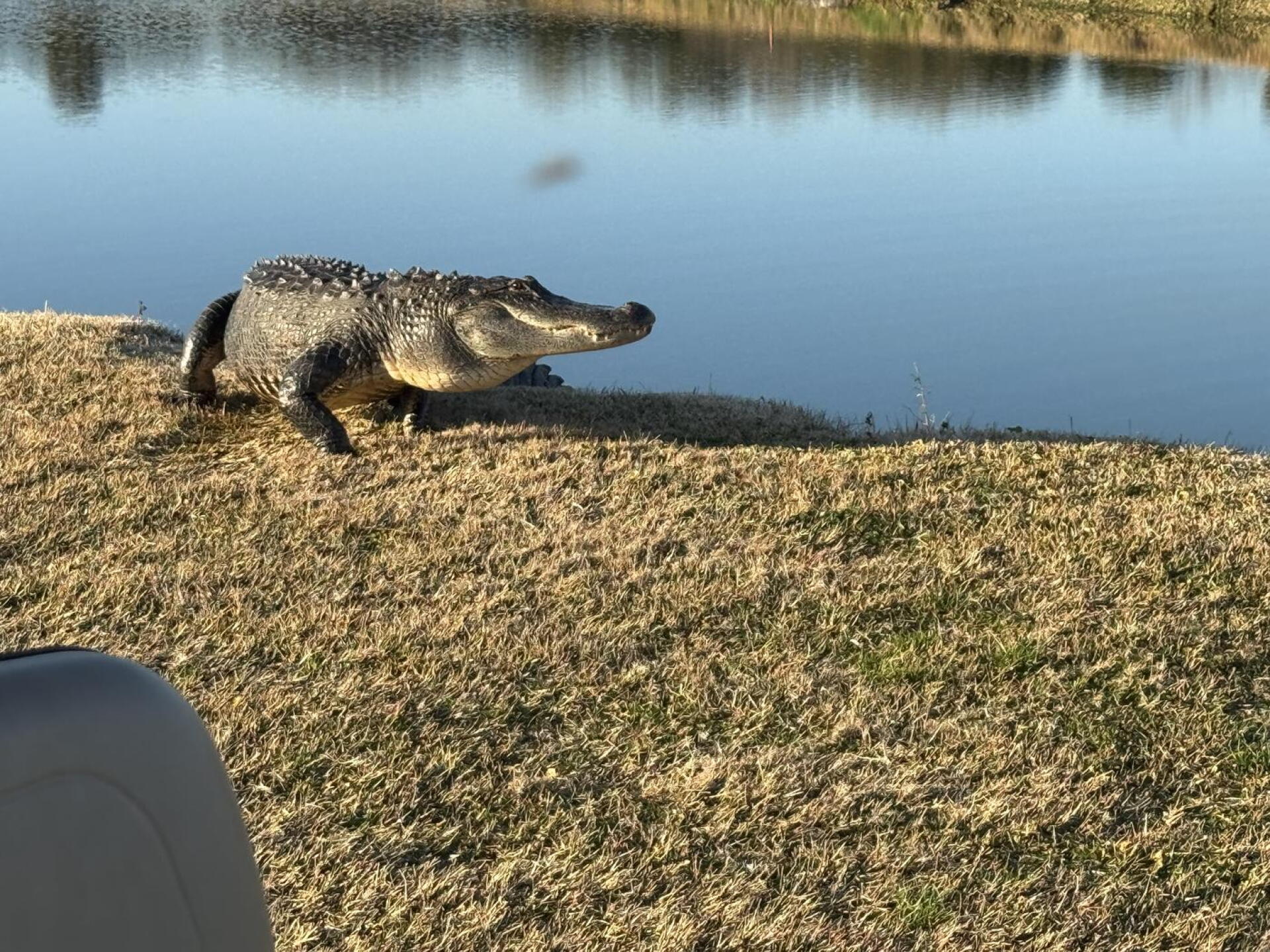 Gators play too. (Photo submitted by ash3mike on 05/13/2025)