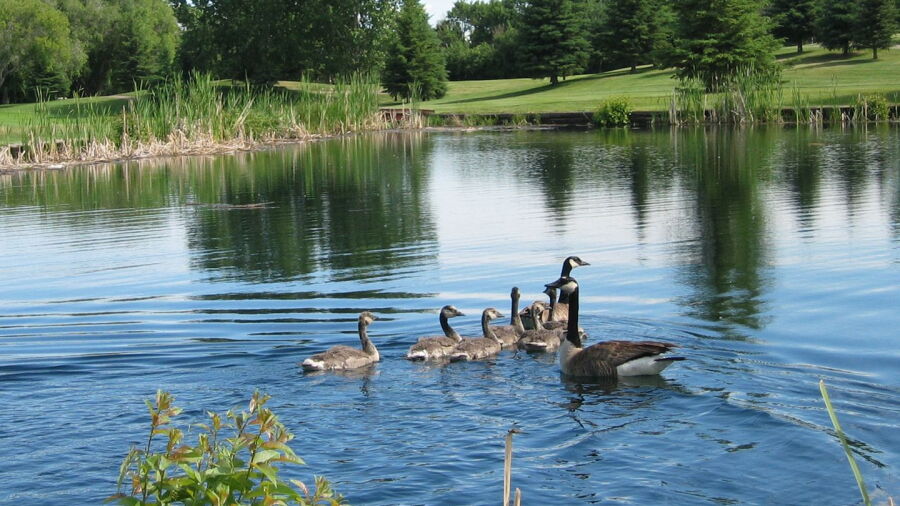 Cooke Municipal GC: Wildlife