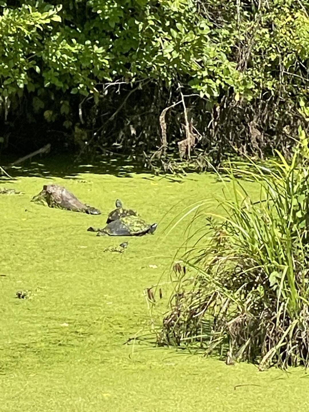 (Photo submitted by medic2356 on 08/25/2025)