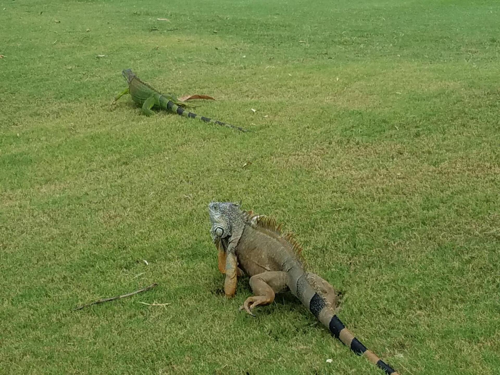Although they are plentiful around the greens, they move away. (Photo submitted by Marksquickgolf on 10/21/2016)