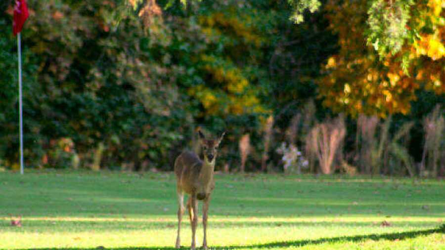 Pine View GC