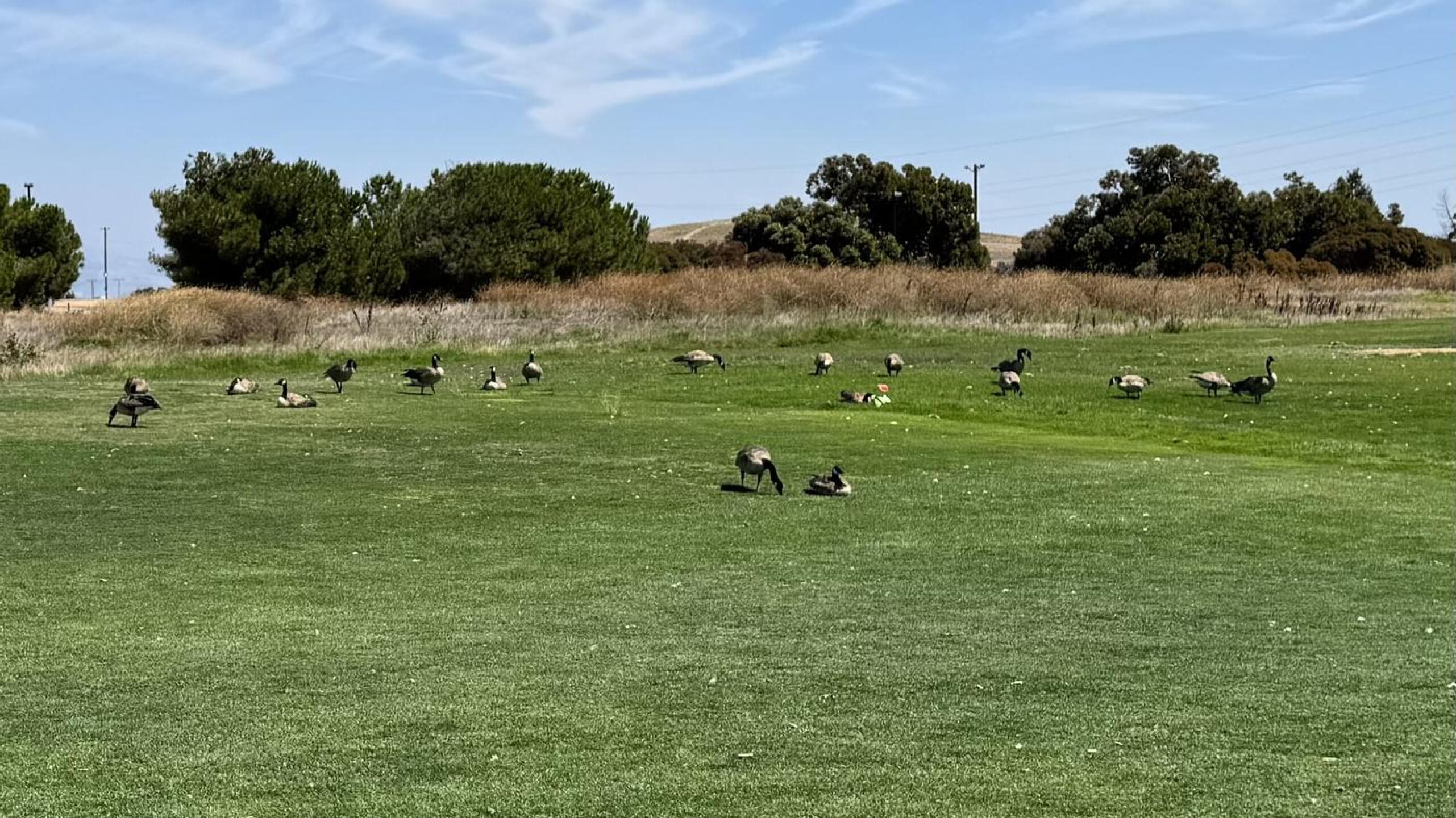 Ducks (Photo submitted by tmwong on 08/17/2026)