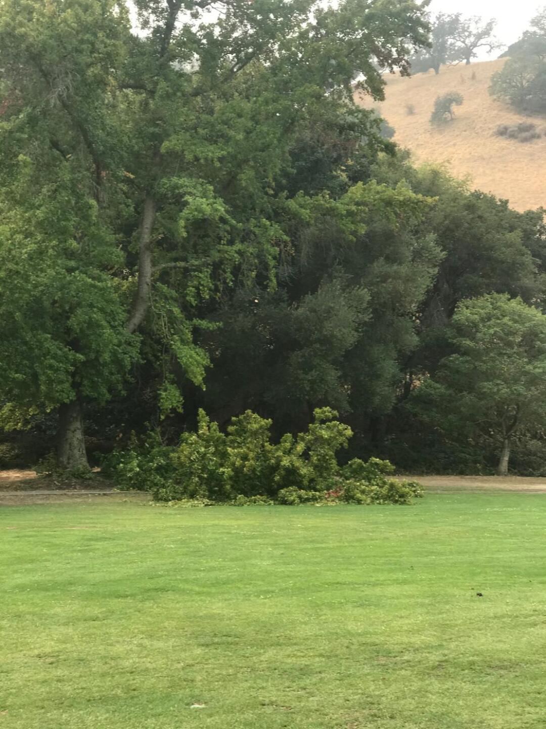 Fallen tree (Photo submitted by Rohlstrom on 09/11/2020)